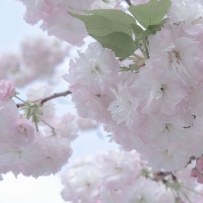 清远福瑞交流群